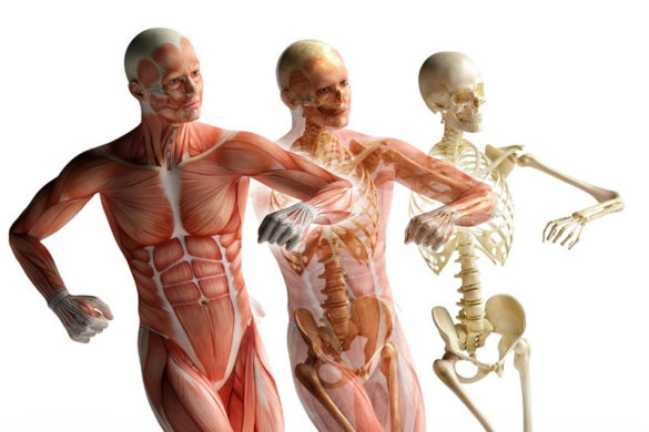 Formation De Base D Anatomie Physiologie Pathologies Cycle 1 Ecovie